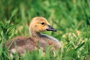 Duckling in Grass Duckling in Grass